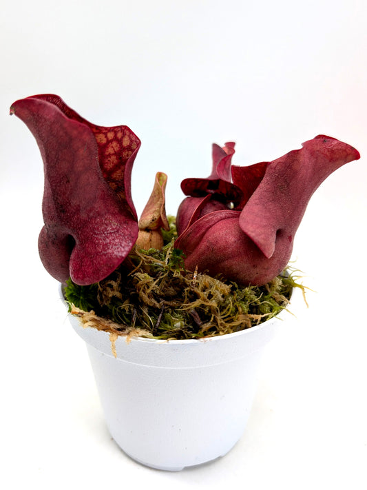 Sarracenia rosea 'Giant' Liberty Co. SL21