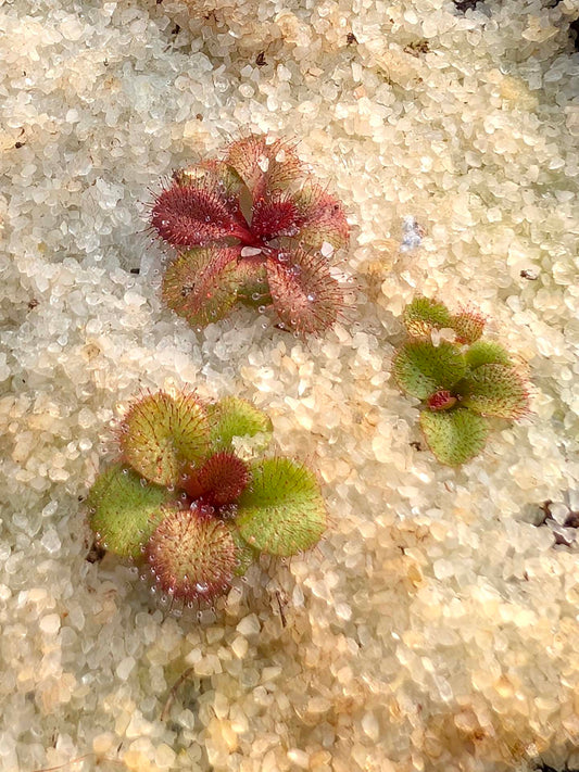 Drosera rosulata