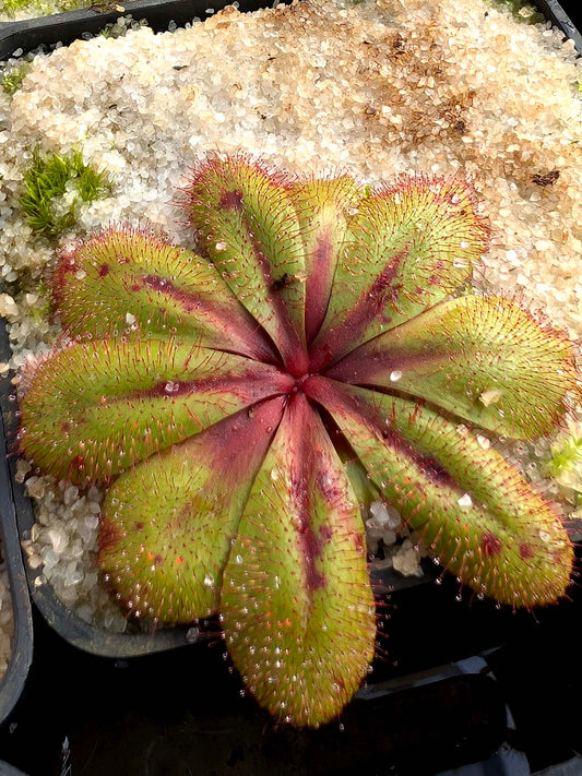 Drosera rosulata Pinjarra, Western Australia