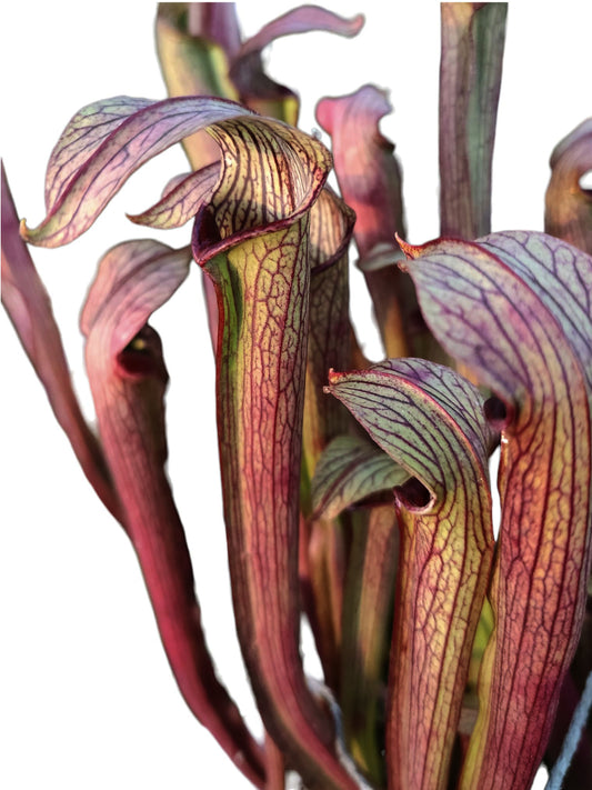 Sarracenia rubra subsp. rubra  "Long Lidded Form", NC. WS   RR4 MK