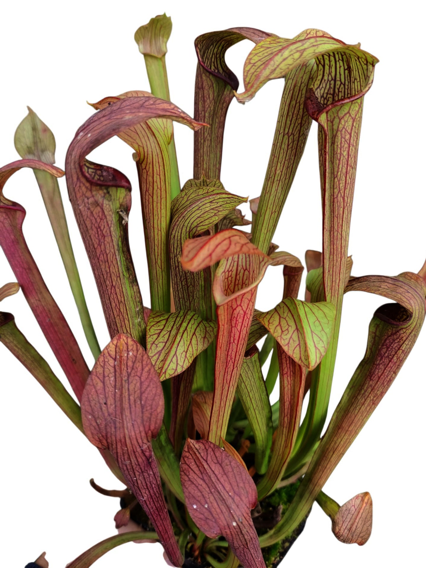 Sarracenia rubra subsp. rubra  "Long Lidded Form", NC. WS   RR4 MK