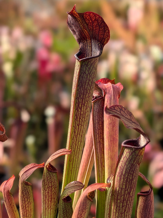 Sarracenia rubra subsp. gulfensis  "Fat Pitchers"