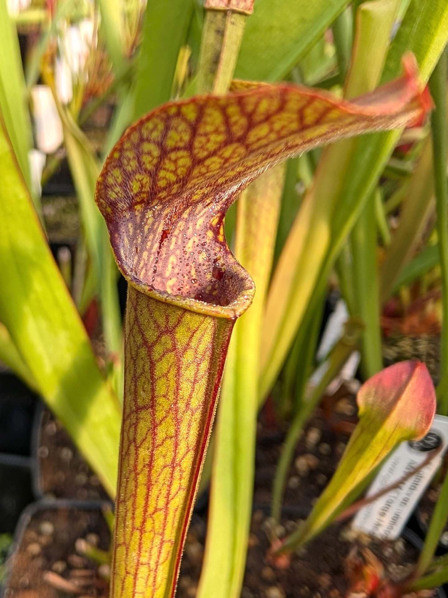 Sarracenia rubra subsp. gulfensis  "Wavy Lid Giant Form"
