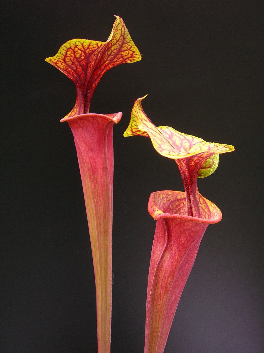 Sarracenia flava var. rubricorpora ipf74 AS