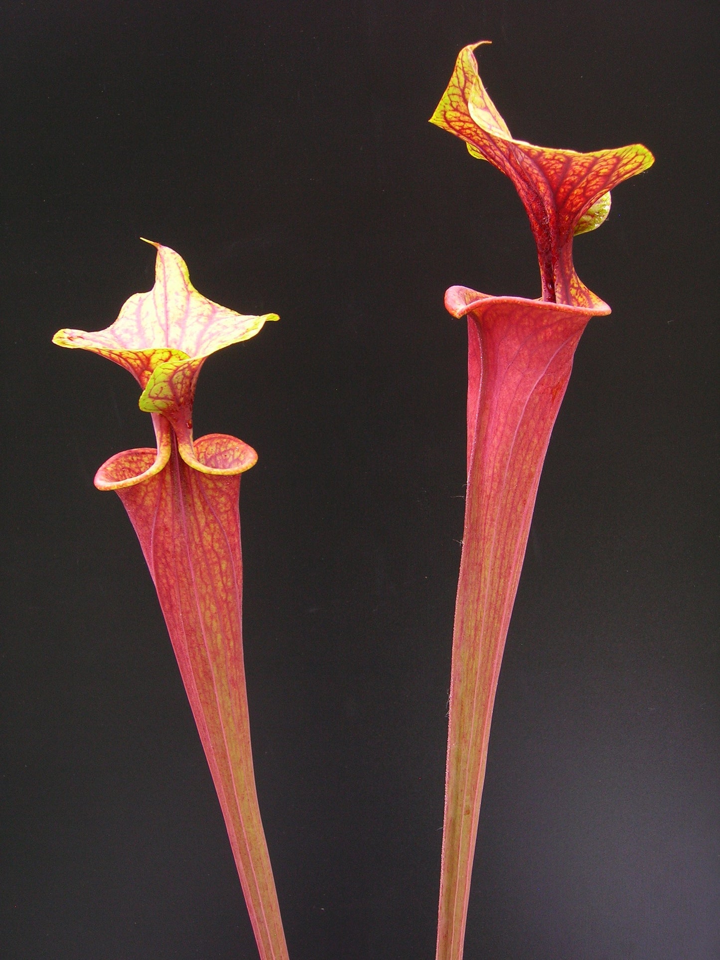 Sarracenia flava var. rubricorpora ipf74 AS