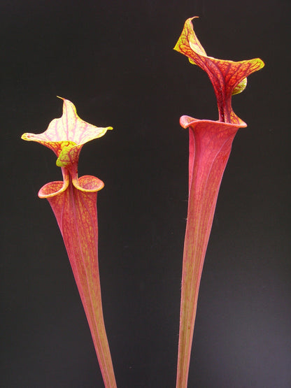 Sarracenia flava var. rubricorpora ipf74 AS