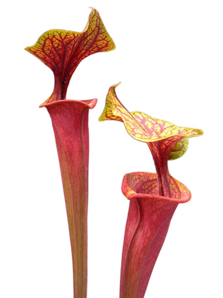 Sarracenia flava var. rubricorpora ipf74 AS