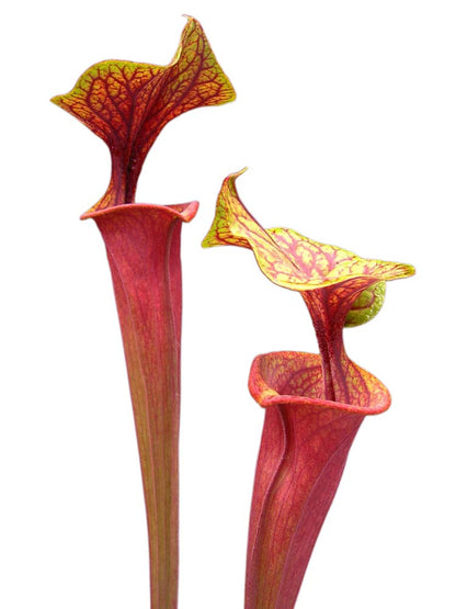 Sarracenia flava var. rubricorpora ipf74 AS