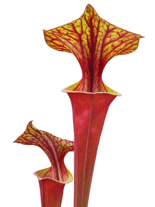 FRISCHE SAMEN von SARRACENIA FLAVA VAR. RUBRICORPORA