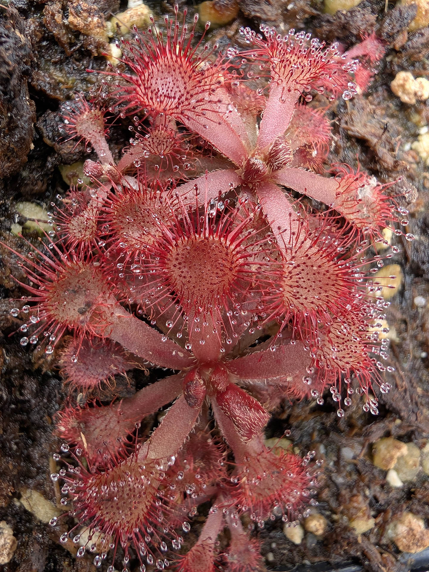 Drosera rubrifolia