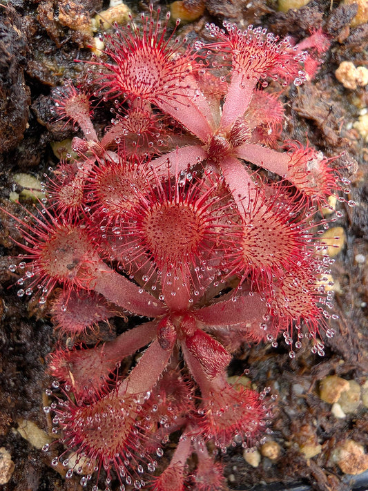 Drosera rubrifolia