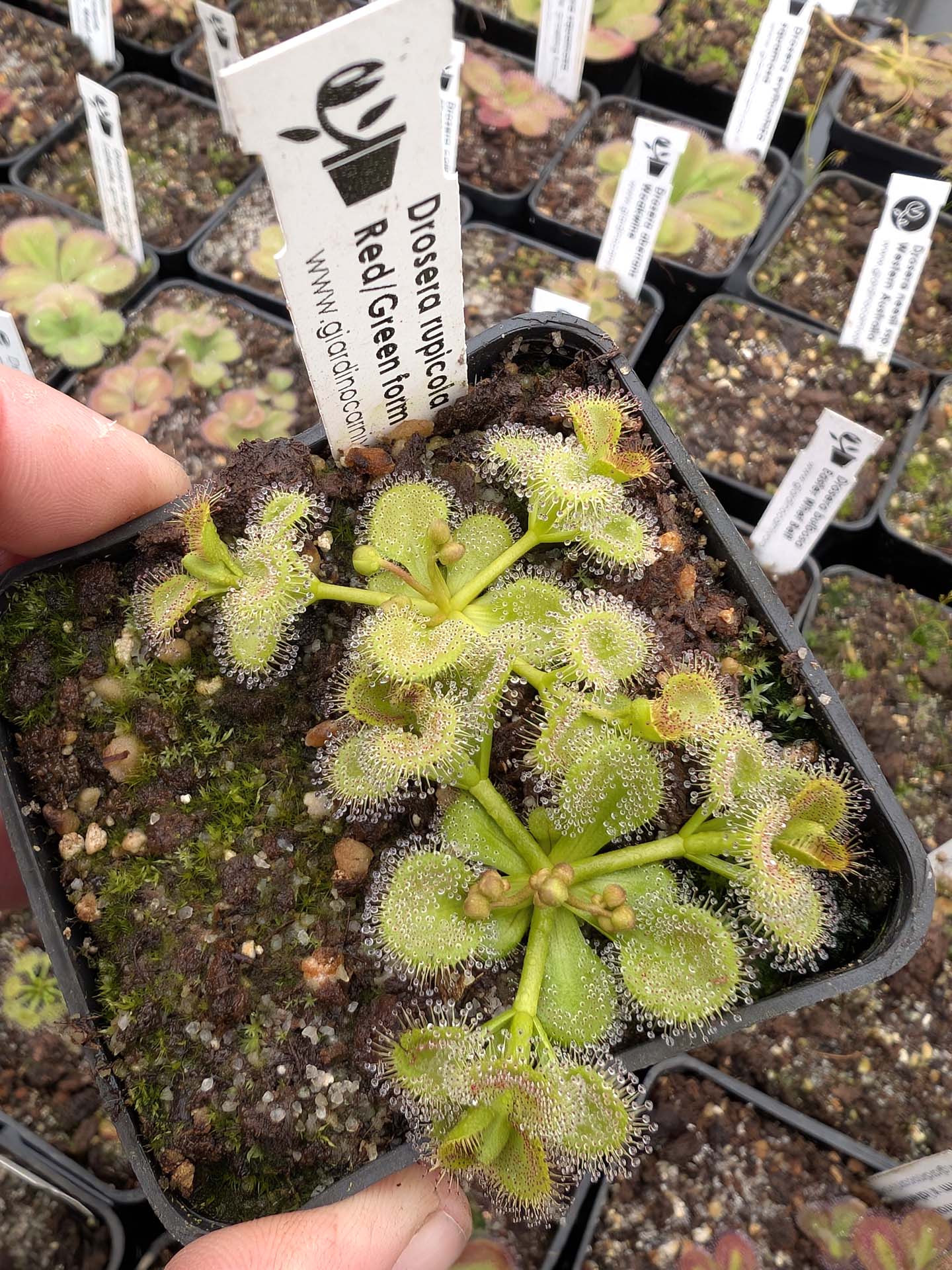 Drosera rupicola "Mix of form Red or Green"