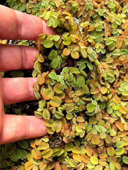 Salvinia minima - Floating plant