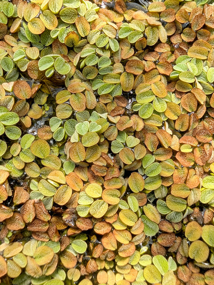 Salvinia minima - Floating plant
