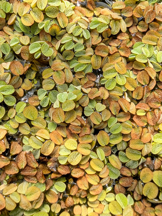 Salvinia minima - Pianta galleggiante