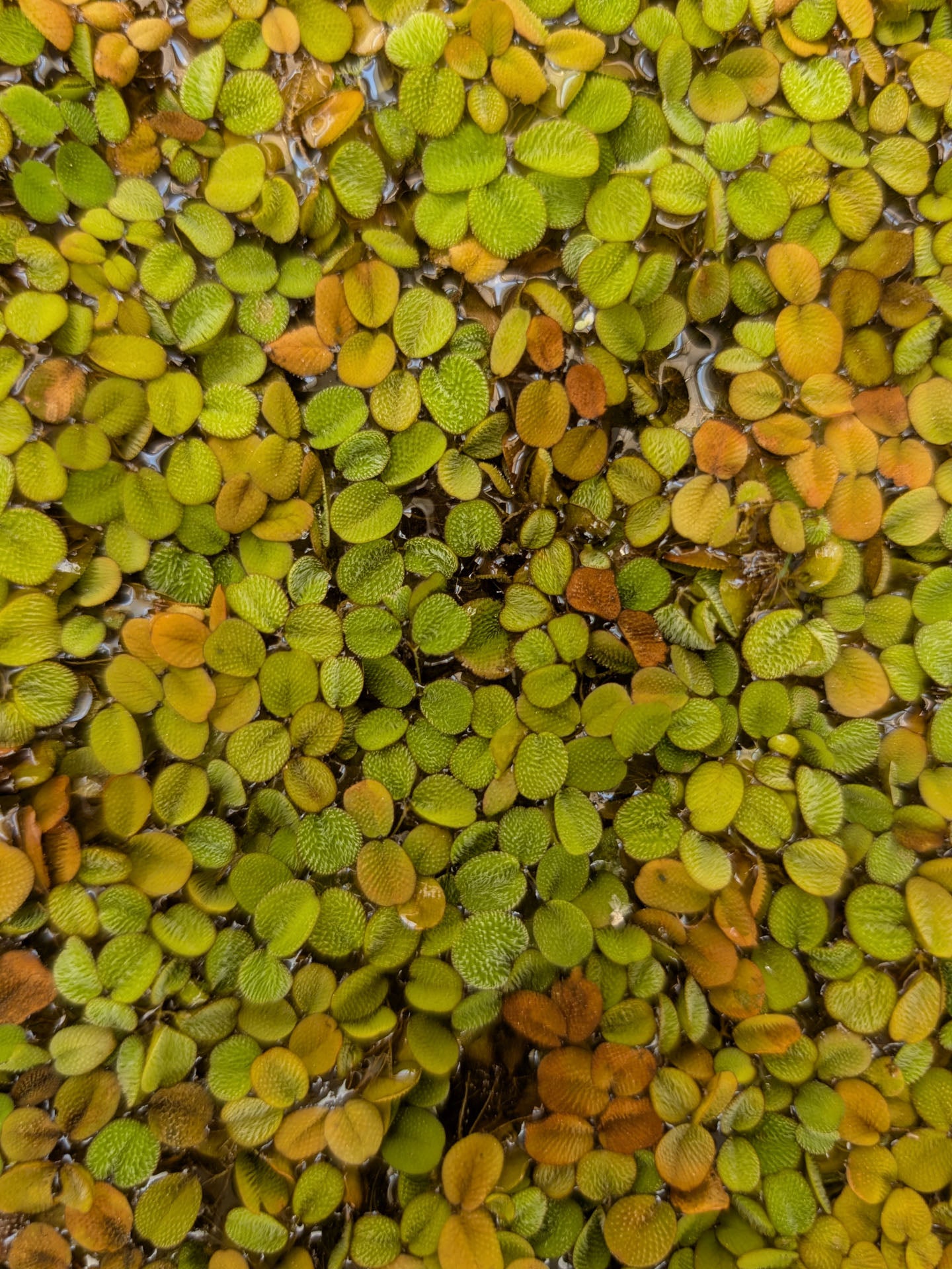 Salvinia minima - Floating plant
