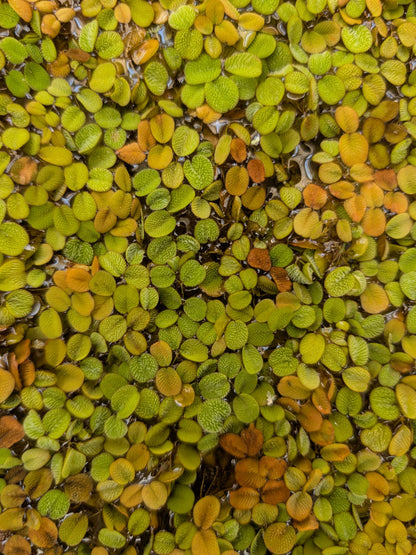 Salvinia minima - Floating plant