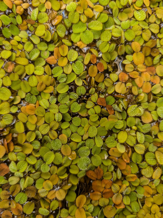 Salvinia minima - Pianta galleggiante
