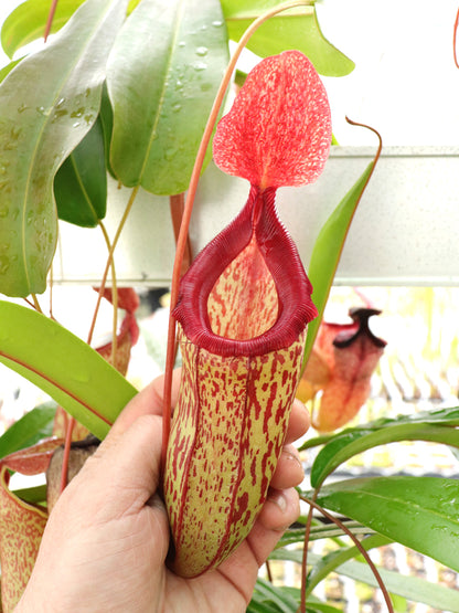 Nepenthes "Sam"