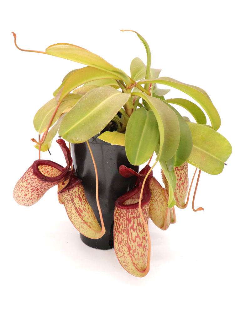 Nepenthes "Sam"