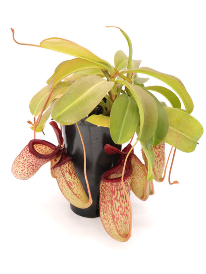 Nepenthes "Sam"