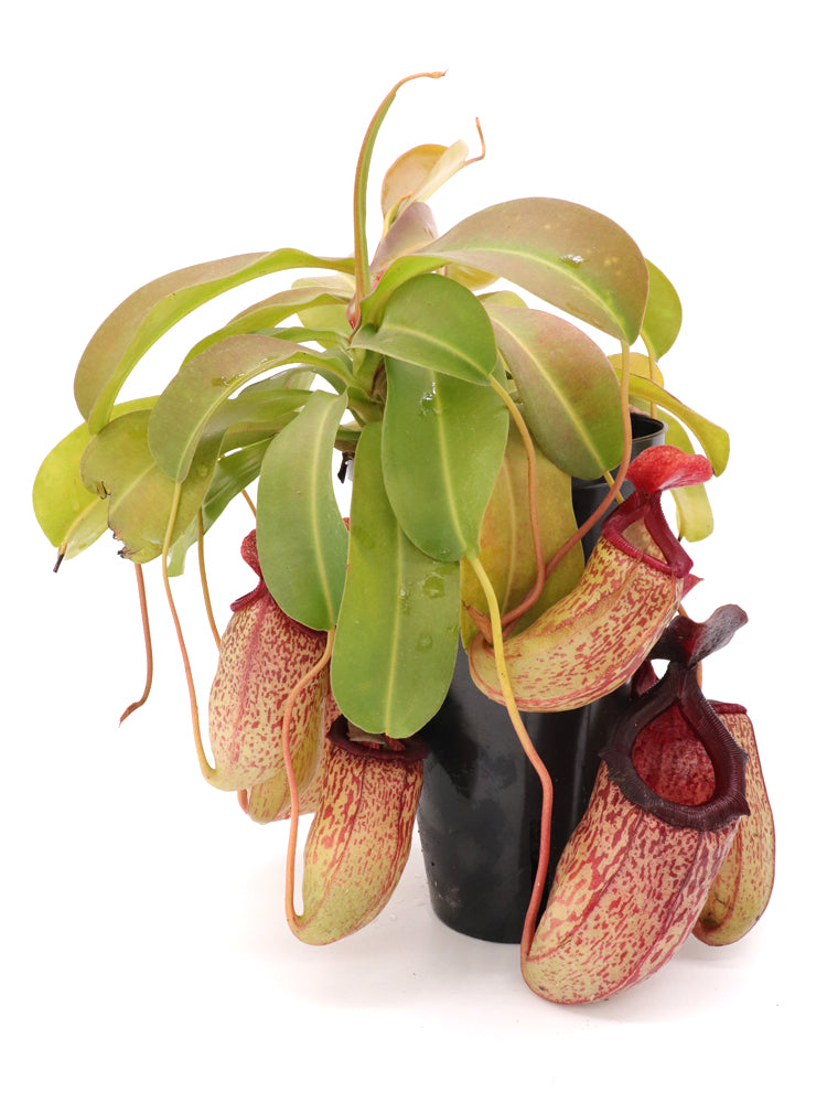 Nepenthes "Sam"