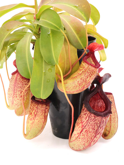 Nepenthes "Sam"