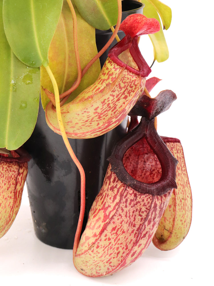 Nepenthes "Sam"