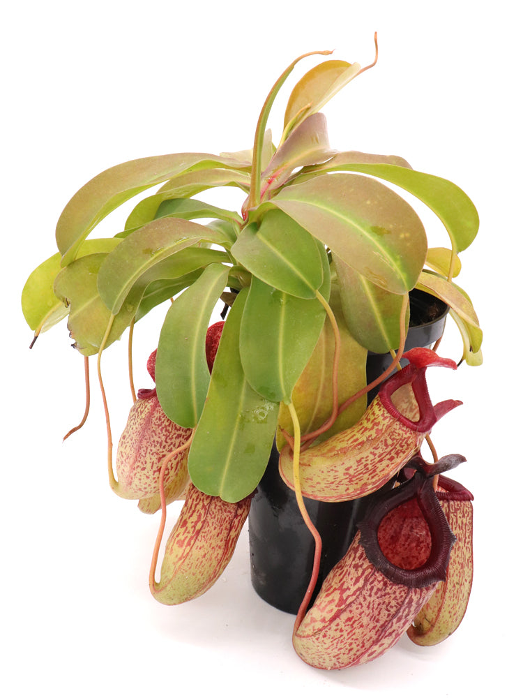 Nepenthes "Sam"