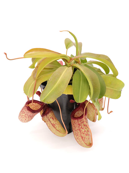 Nepenthes "Sam"