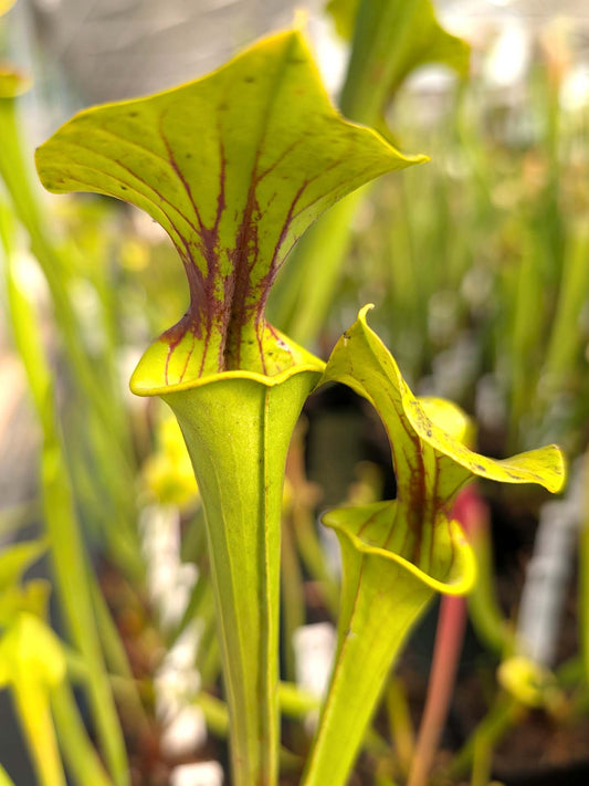 Sarracenia flava var. flava PW Clone