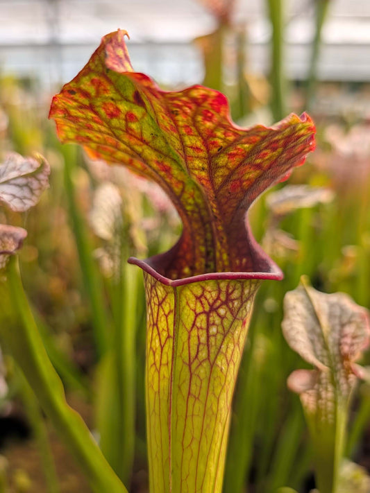 Sarracenia x moorei "Sarracenia Nurseries" Large moorei H9 MK