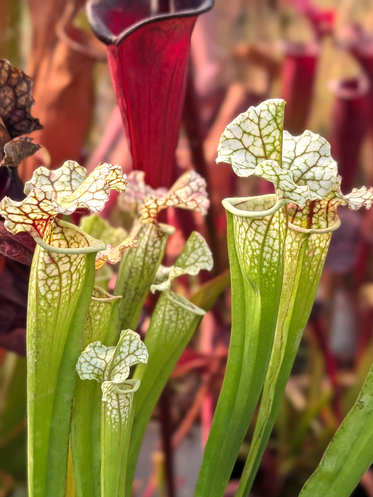 Sarracenia "Snow White Araflora"