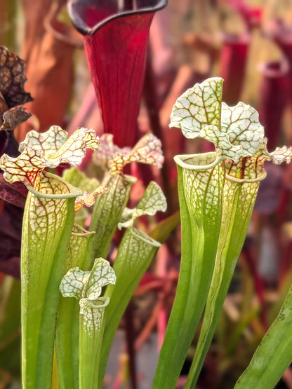Sarracenia "Snow White Araflora"