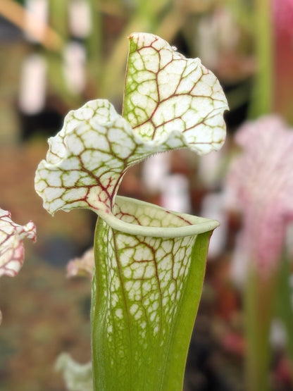 Sarracenia "Snow White Araflora"