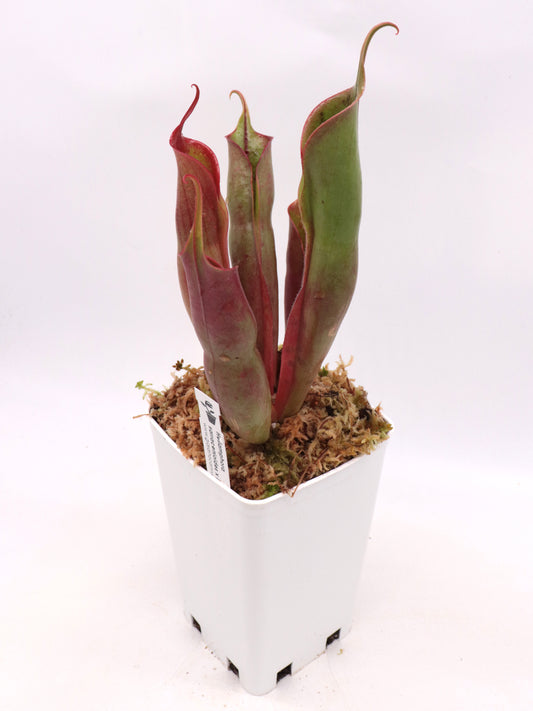 Heliamphora sarracenioides  x minor "Burgundy Black"