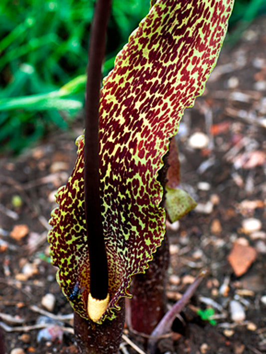 Sauromatum venosum 1 Zwiebel Groß