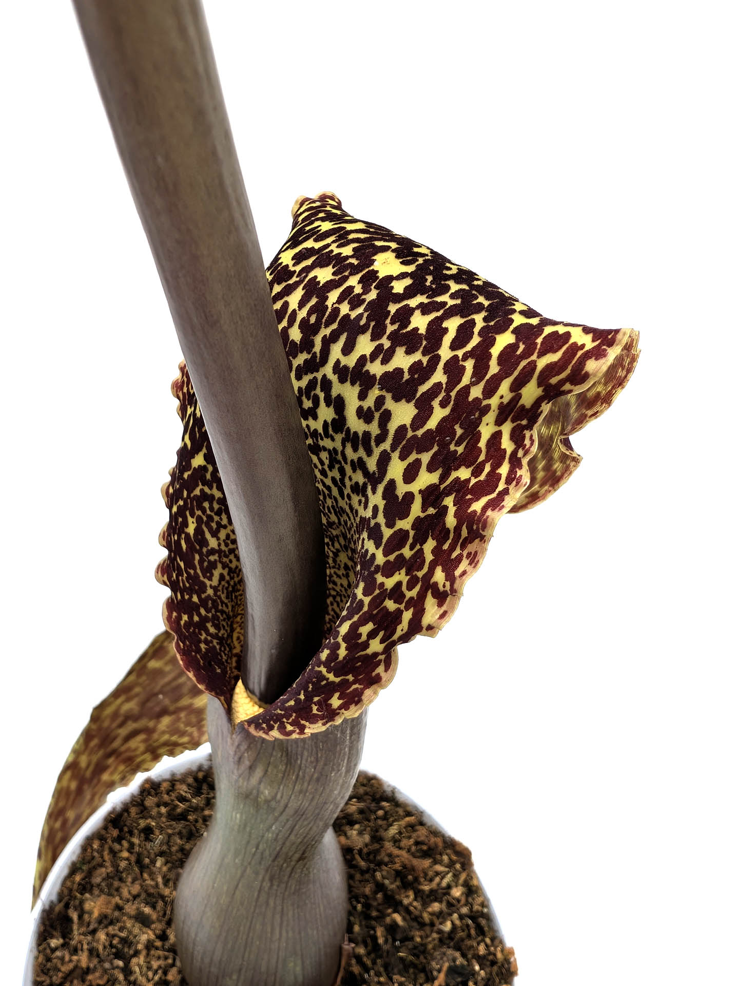 Sauromatum venosum 1 Large bulb