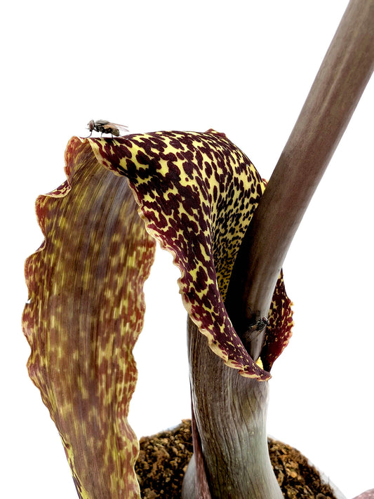 Sauromatum venosum  1 bulbo Large