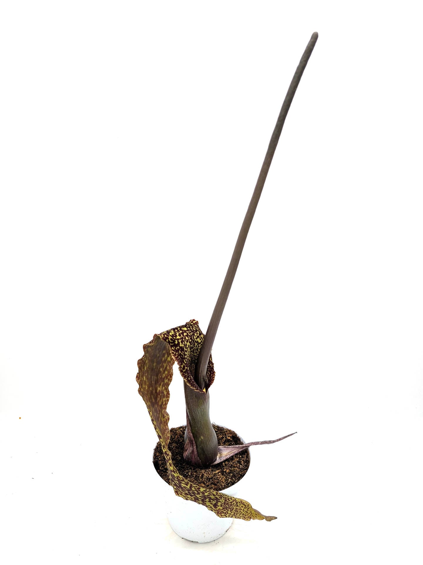 Sauromatum venosum 1 Large bulb