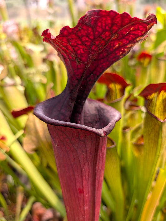 Sarracenia 'Saurus'