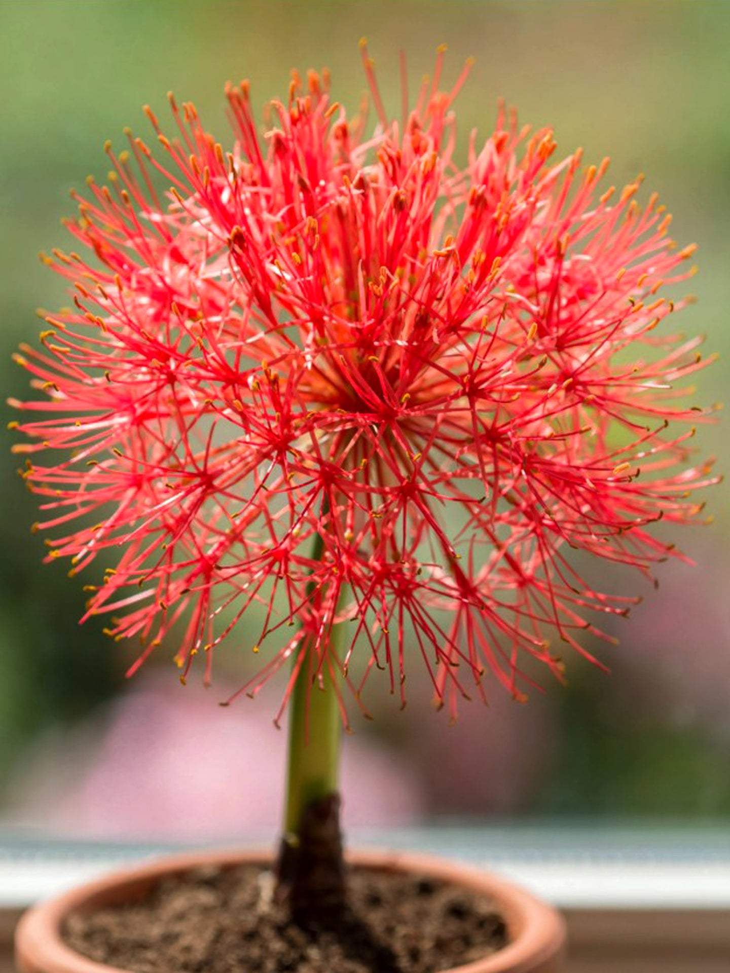 Scadoxus multiflorus