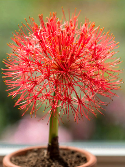 Scadoxus multiflorus