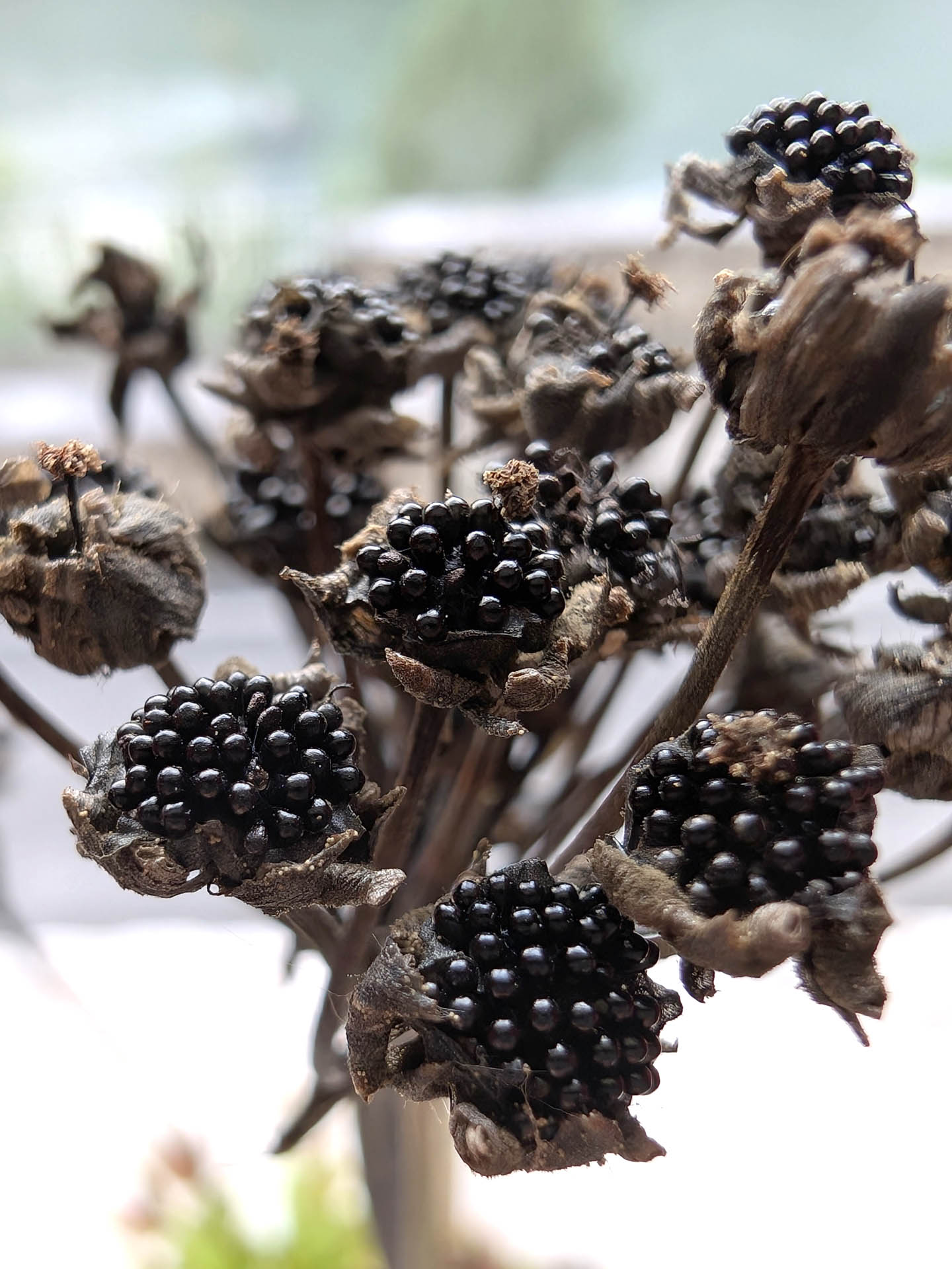 Carnivorous plant seeds and bulbs – Giardino Carnivoro