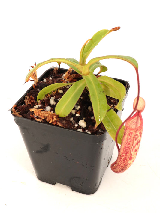 Nepenthes sericea