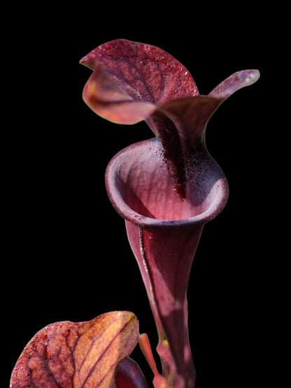 Sarracenia flava var. rubricorpora SF74 Ex Potterton & Martin