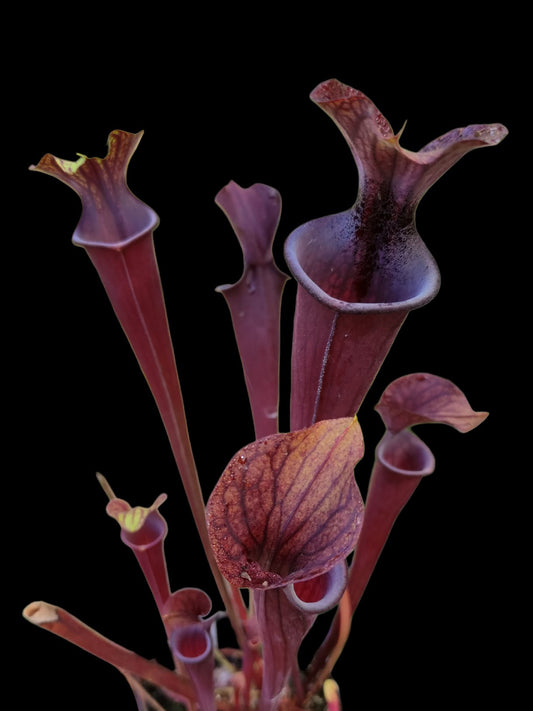 Sarracenia flava var. rubricorpora SF74 Ex Potterton & Martin
