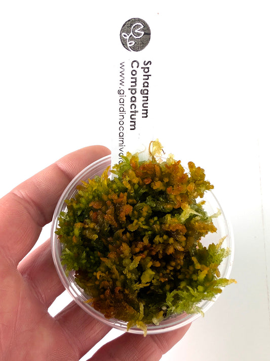Live sphagnum: Sphagnum compactum