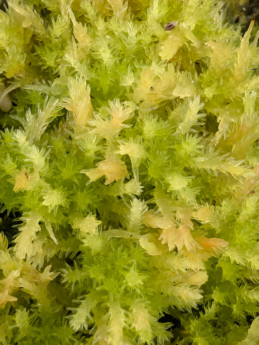 Live sphagnum: Sphagnum strictum
