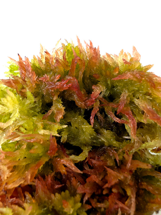 Live sphagnum moss: Sphagnum molle